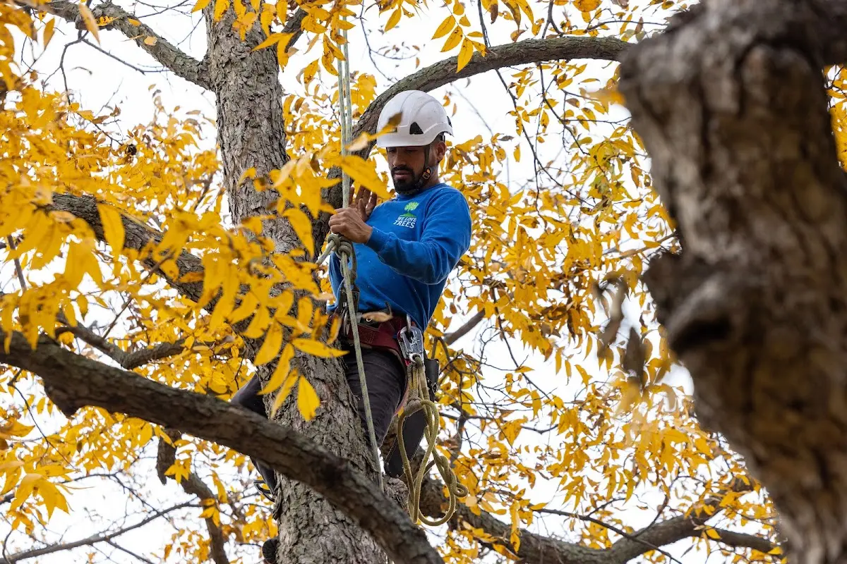 Skilled Tree Transplanting crew working in Wharton